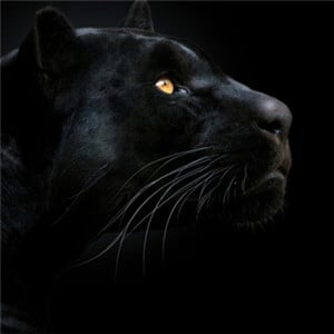 RapidDNS Rapid DNS Information Collection - Home